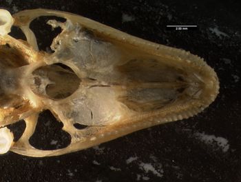 Media type: image;   Herpetology R-132035